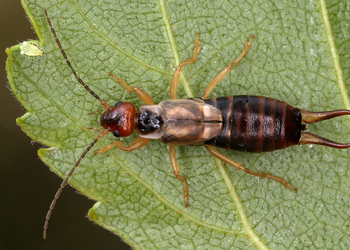 Gemeiner Ohrwurm (Forficula auricularia) - © Gernot Kunz